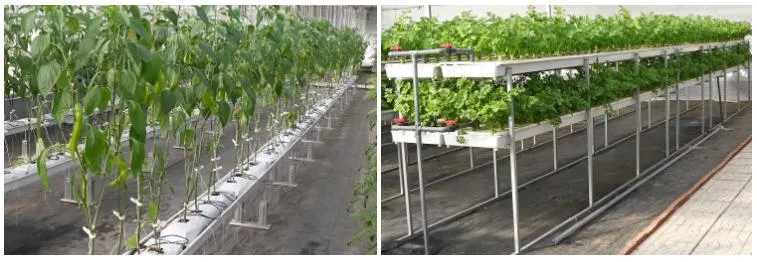 Modern Multi-Span High Polycarbonate Sheet Hydroponics Greenhouse with Hydroponics System Indoor