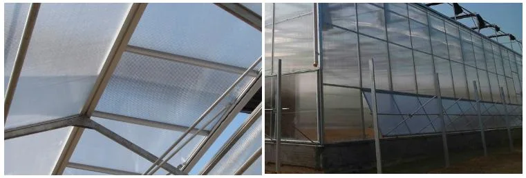 Modern Multi-Span High Polycarbonate Sheet Hydroponics Greenhouse with Hydroponics System Indoor