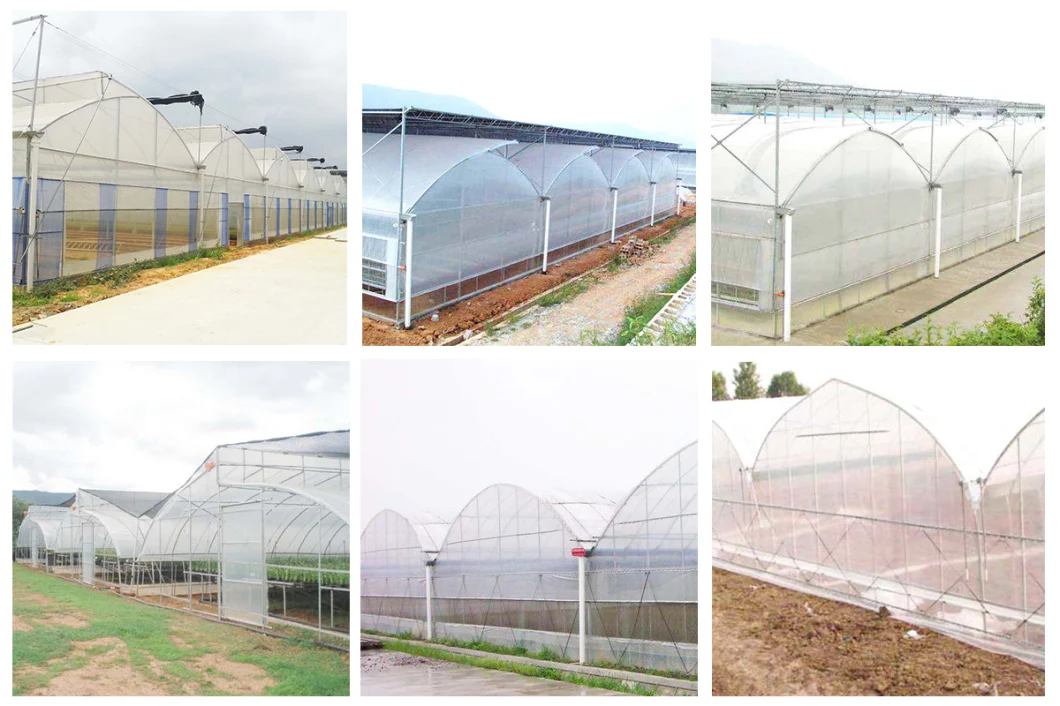 10000m2 Agricultural/Commercial /Multi- Span Film/Po/PE/Plastic Green House for Tomatoes/Cucumber/Peppers/Strawberry with Hydroponic System/Drip Irrigation