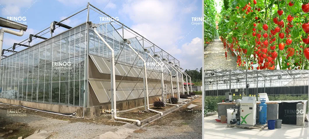 Modern multi-span high tunnel plastic film/ glass/ polycarbonate hydroponic greenhouse for agriculture