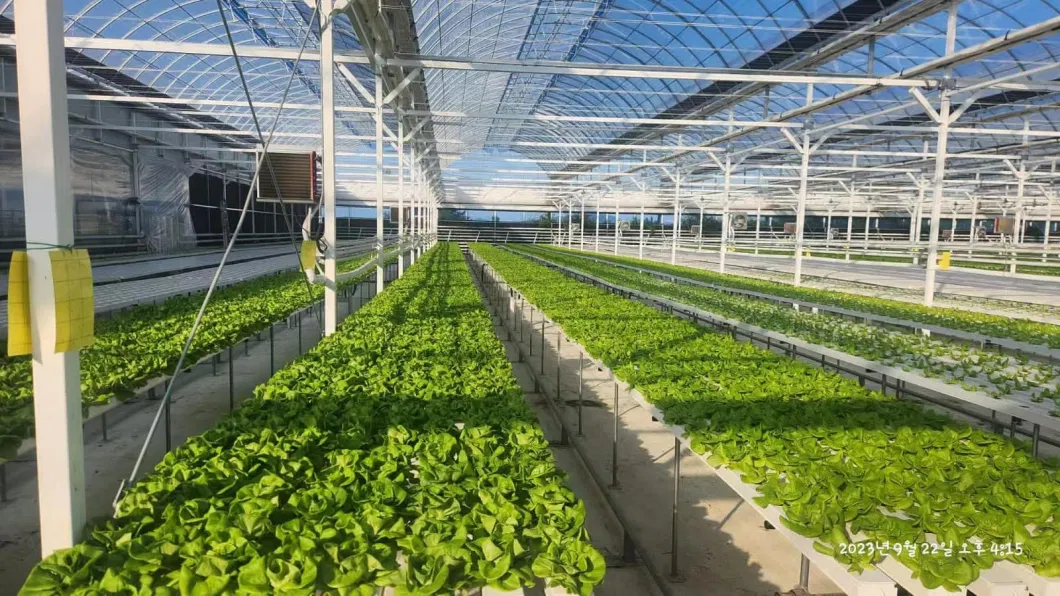 Nft Channel Hydroponic Growing System for Greenhouse