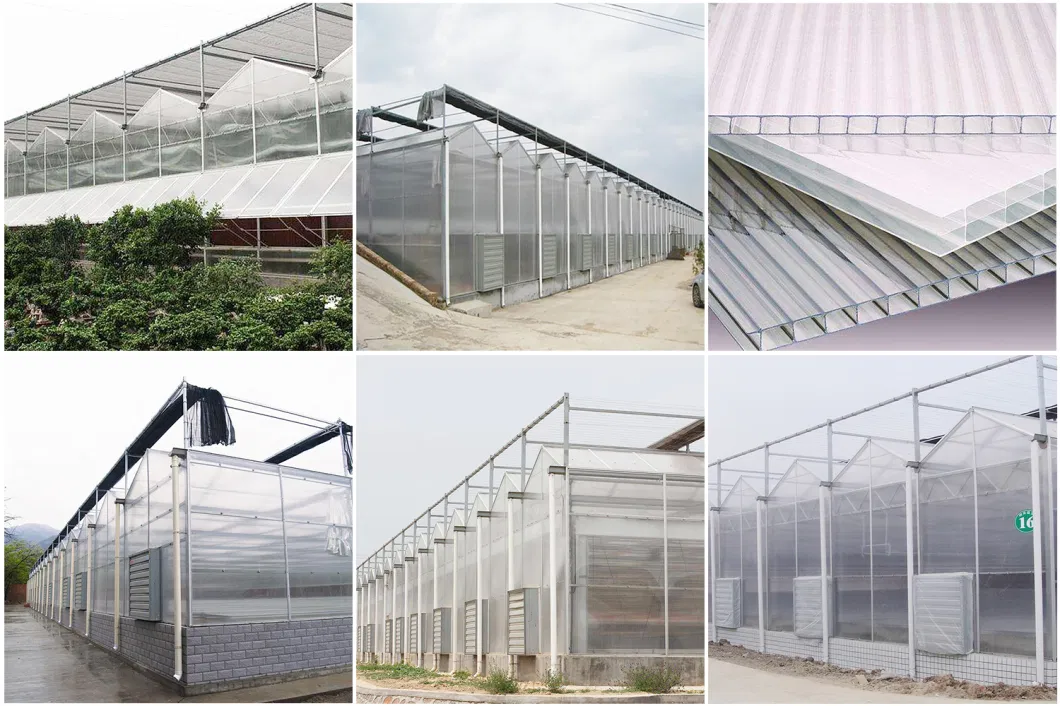 Venlo Type Single Layer Polycarbonate Greenhouse for Flower/Vegetable/Planting/Farm /Aquaculture/Livestock/Breeding/Ecological Restaurant with Hydroponic System