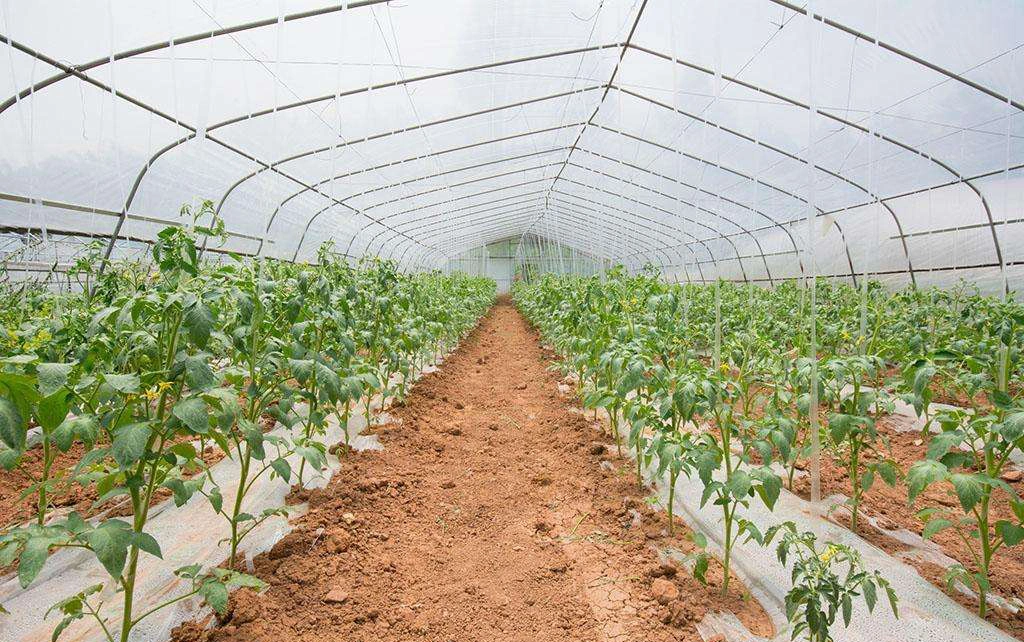 Agriculture Single-Span Arch Type Film Garden Greenhouse with Hydroponics Growing System for Agriculture/ Poultry/ Vegetables/ Tomatoes/ Strawberry