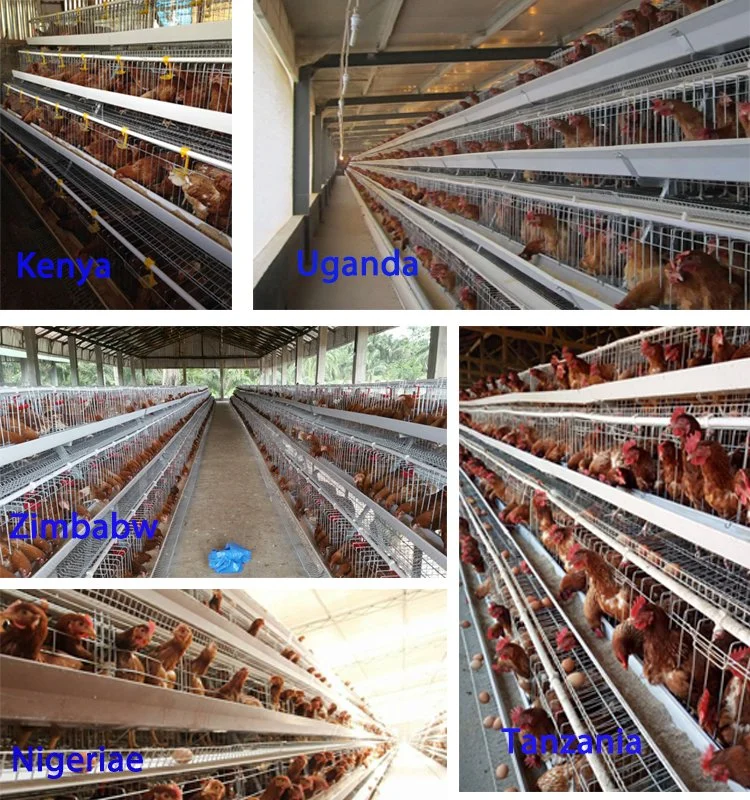 Best Quality Metal Modern Broiler Breeding Heavy Duty Poultry Cage Houses Chicken Coop for Dogs