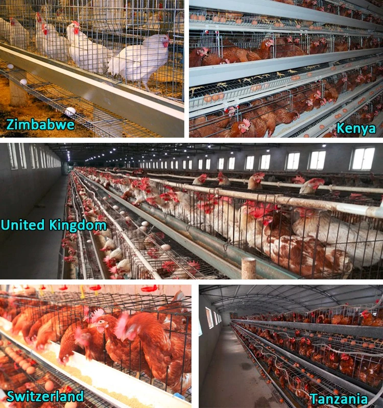 Best Quality Metal Modern Broiler Breeding Heavy Duty Poultry Cage Houses Chicken Coop for Dogs