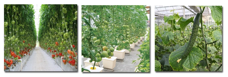 Agriculture Single-Span Arch Type Film Garden Greenhouse with Hydroponics Growing System for Agriculture/ Poultry/ Vegetables/ Tomatoes/ Strawberry