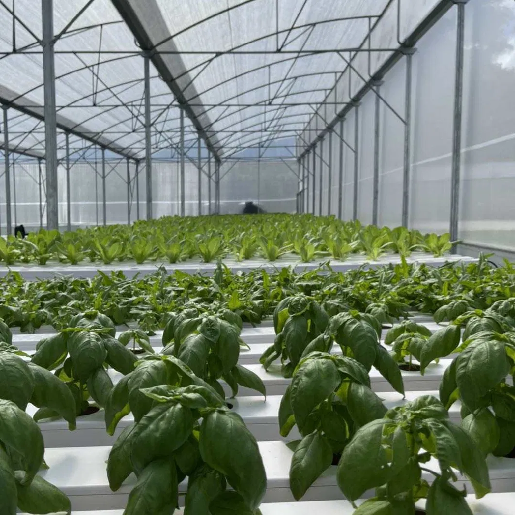 Nft Channel Hydroponic Growing System for Greenhouse