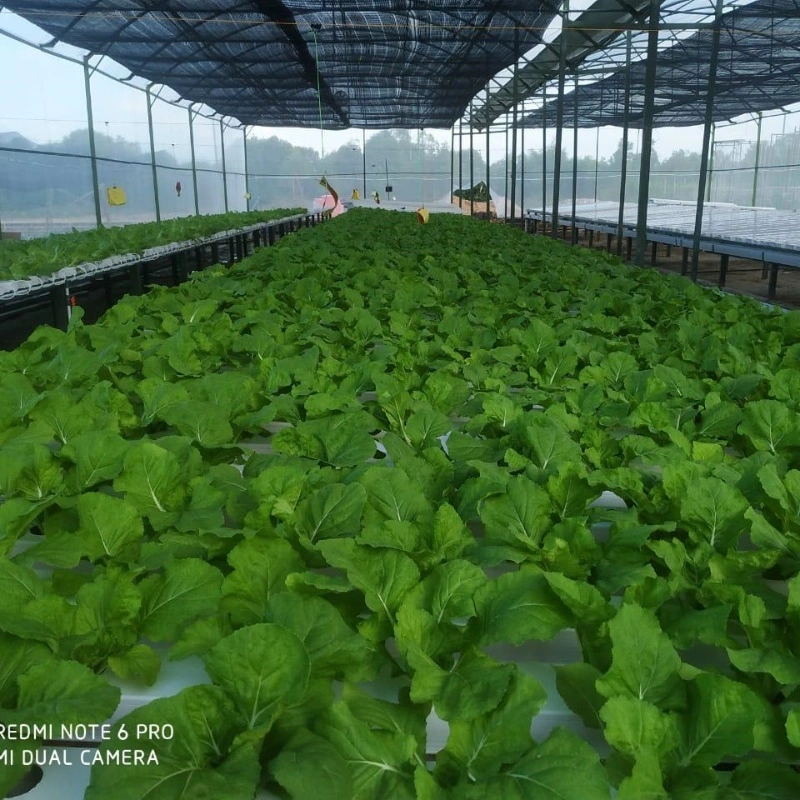 Vertical Hydropnics Growing Indoor Garden Nft Hydroponic System