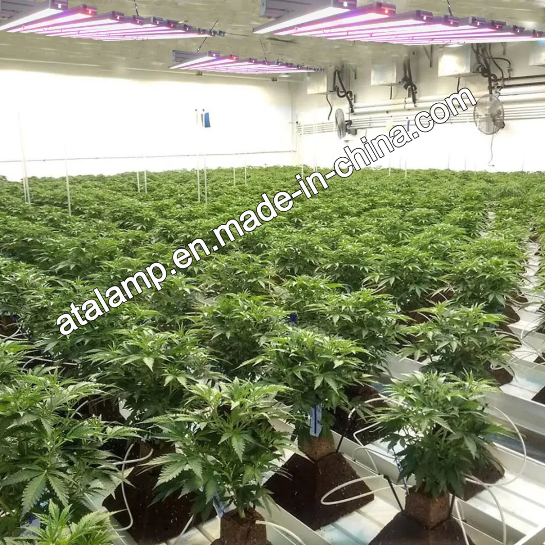 Full Spectrum 600W/700W/900W/1000W Indoor Tent Greenhouses Hydroponics Plants LED Grow Light