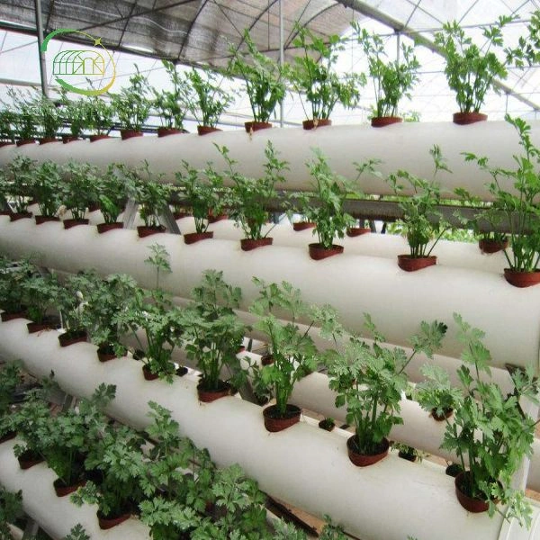 Indoor Hydroponic System Greenhouse with PVC Pipe for Green Leaf Vegetables