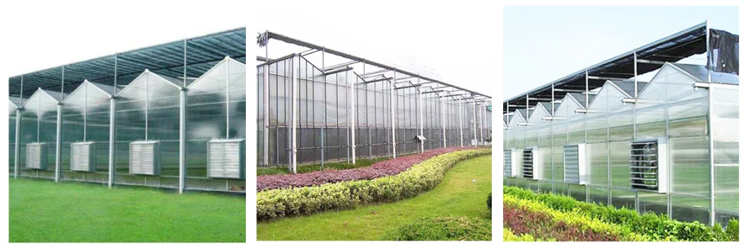 Commercial/Agriculture Polycarbonate Rain Gutter Steel Structure Greenhouse with Hydroponic System for Tomato/ Cucumber/ Lettuce/ Pepper Planting