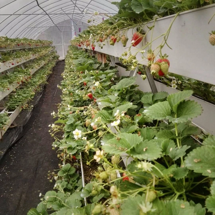 Greenhouse Agriculture Indoor Hydroponics Growing System Tomato Strawberry PVC Gutter