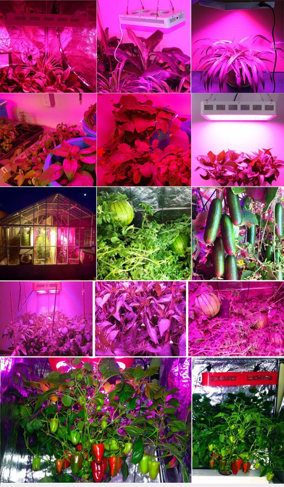 300W 600W 800W Full Spectrum LED Grow Light for Indoor Plants