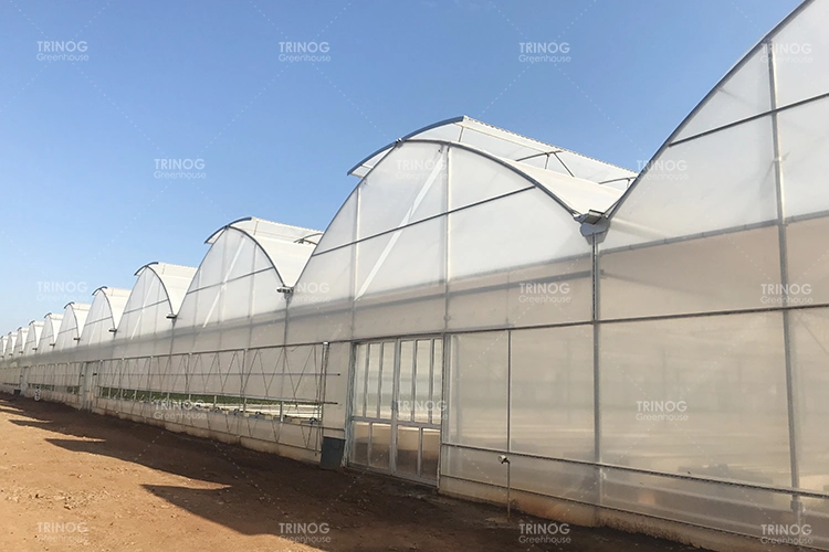 Modern multi-span high tunnel plastic film/ glass/ polycarbonate hydroponic greenhouse for agriculture