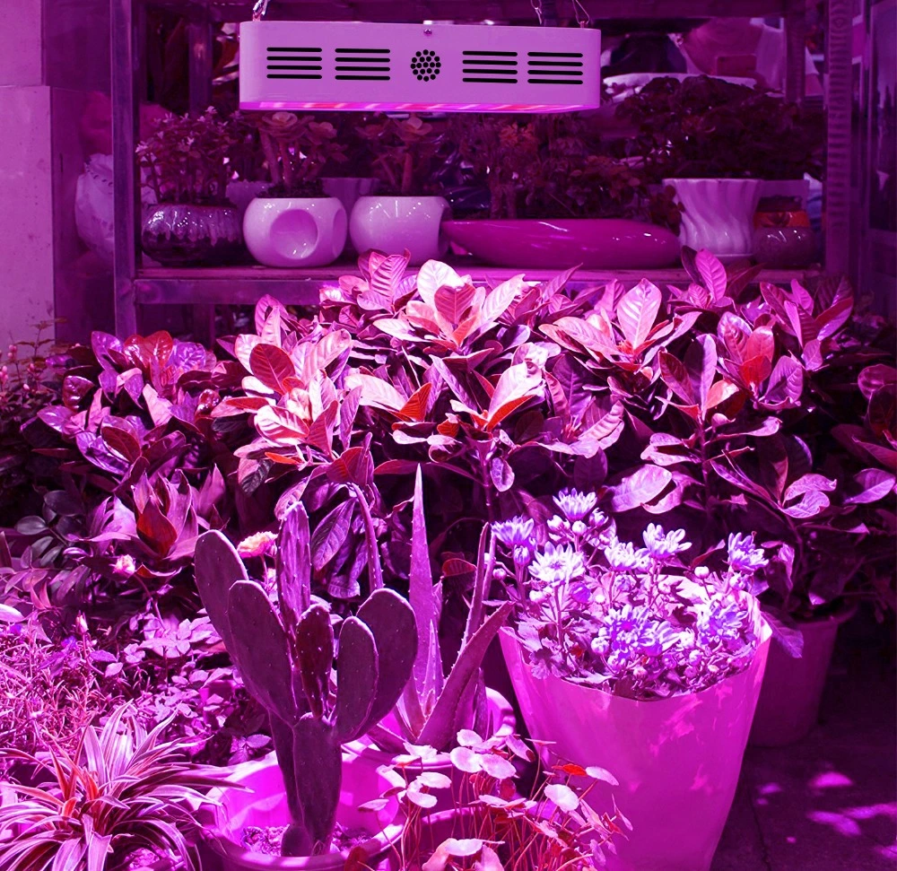 300W 600W 800W Full Spectrum LED Grow Light for Indoor Plants