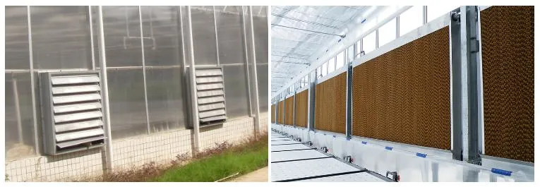 Modern Multi-Span High Polycarbonate Sheet Hydroponics Greenhouse with Hydroponics System Indoor