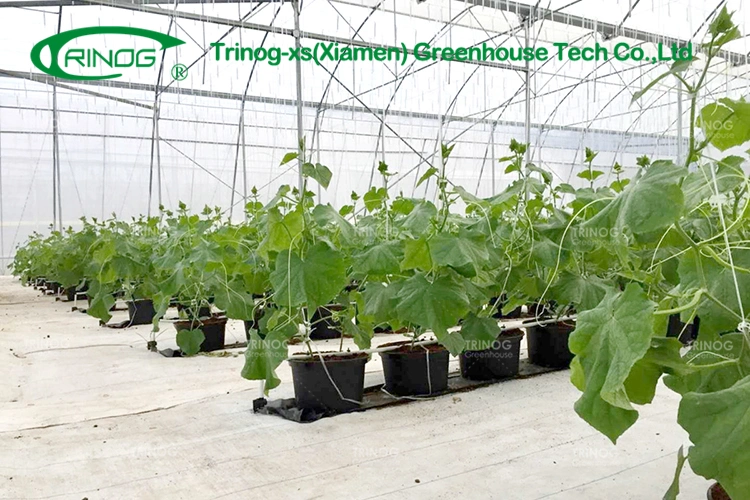 Hot Sale Film Multi-span Water Saving Smart Greenhouse with Indoor Hydroponic System