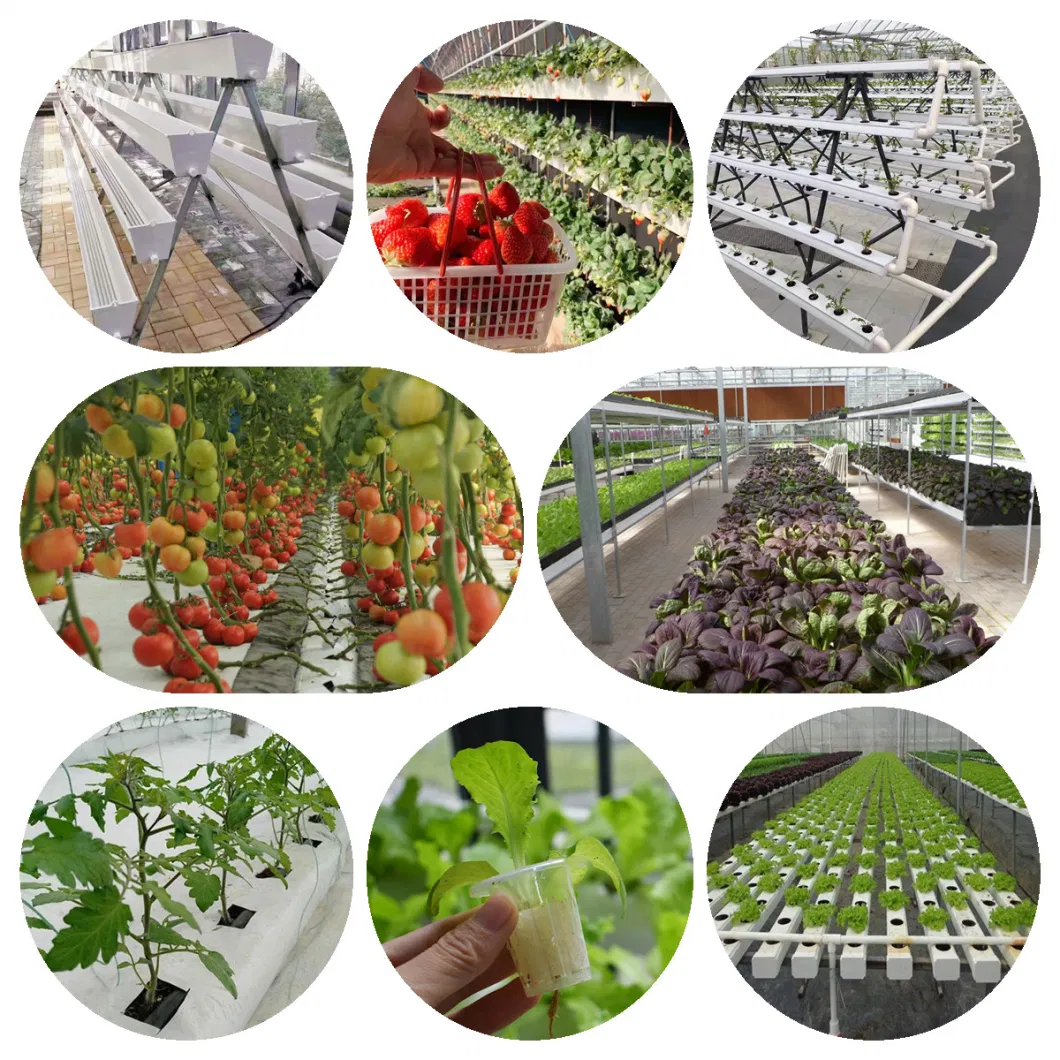 Economic Agriculture Green House Energy Saving Greenhouses New Energy Sunlight Absorbing Plates for Environmental Friendly Indoor Farming