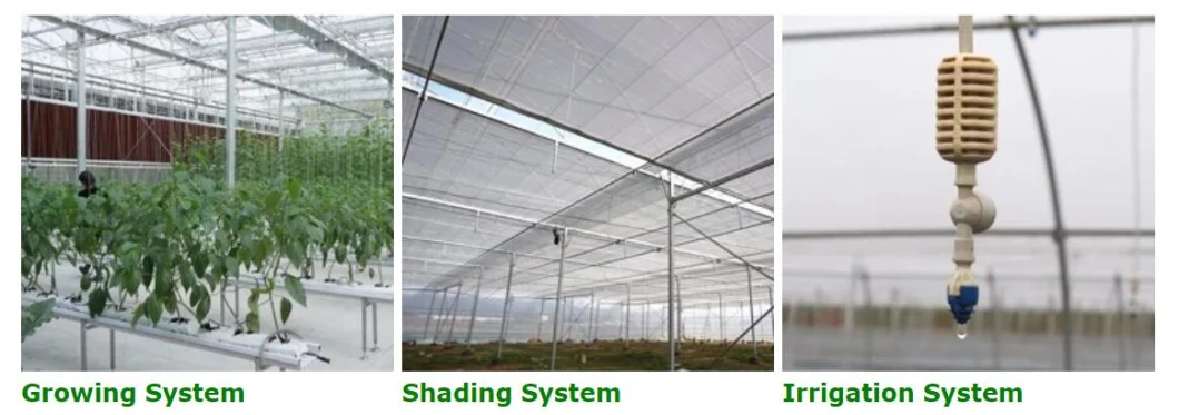 Hot Sale Film Multi-span Water Saving Smart Greenhouse with Indoor Hydroponic System