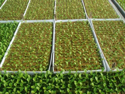  Cubos de lana de roca de jardín hidropónico de 6 pulgadas para uso médico Plantación