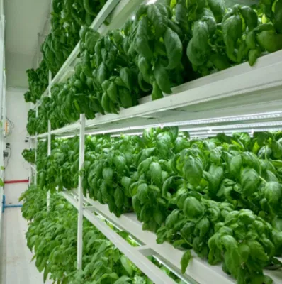  Jardín pequeño Interior siembra Kit hidropónico de invernadero sistema de plantación hidropónico Vertical
