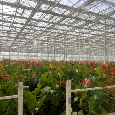 Invernadero de vidrio a gran escala certificado ISO para flores/plántulas/tomates/Aquaponics