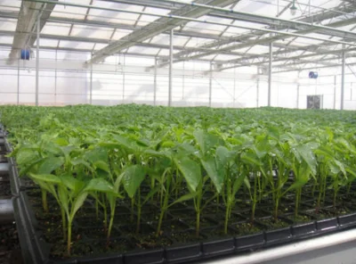 Vertical de la planta de interior hidropónicos los sistemas de cultivo
