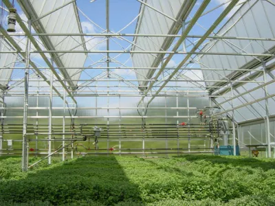 Mejor Venta de invernadero de vidrio Multi-Span con sistema de crecimiento hidroponico Tomato