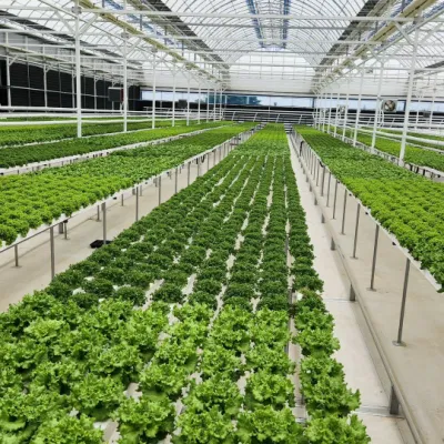  Sistema hidropónico de Invernaderos sistema de crecimiento Interior con Grow Light