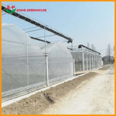  Comercial agrícola/Multi-Span película de plástico con efecto invernadero de hortalizas hidropónicas/fruto/Flower/Lechuga/Pimienta Pimiento/Hongos//Cherry tomate/creciente