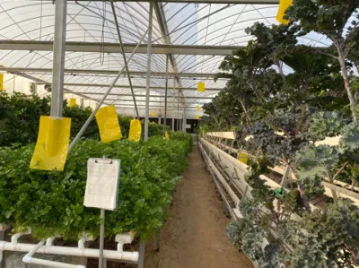  Sistemas de cultivo hidropónico agrícola Canal de PVC NFT hidropónico para lechuga Sistema de crecimiento de interior/invernadero