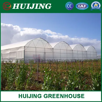 Sistemas de Cultivo hidropónico completa suministros de efecto invernadero