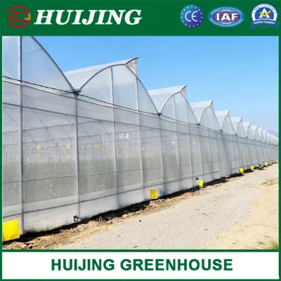 Sistemas de Cultivo hidropónico completa suministros de efecto invernadero