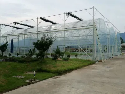 Agrícola Venlo Tipo de vidrio Green House con sistema hidropónico para Verduras