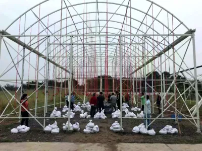 Agrícola Venlo Tipo de vidrio Green House con sistema hidropónico para Verduras