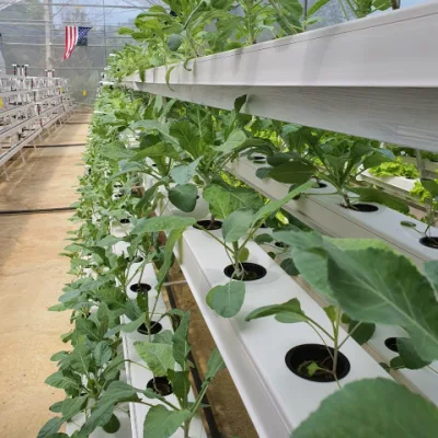  Hydroponic Indoor Garden PVC NFT Hydroponics Canal de crecimiento para Venta
