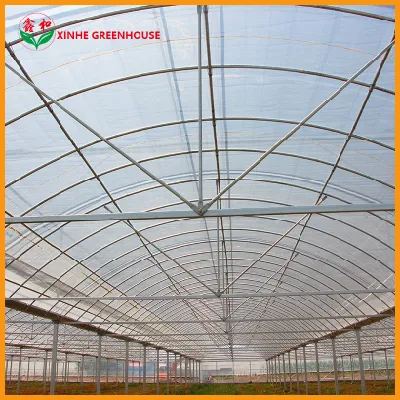 10000m2/comercial agrícola /span multi- Película/PO/PE/Plástico Casa Verde para los tomates y pimientos/Pepino/fresa con sistema hidropónico/riego por goteo