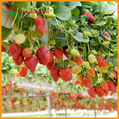10000m2/comercial agrícola /span multi- Película/PO/PE/Plástico Casa Verde para los tomates y pimientos/Pepino/fresa con sistema hidropónico/riego por goteo