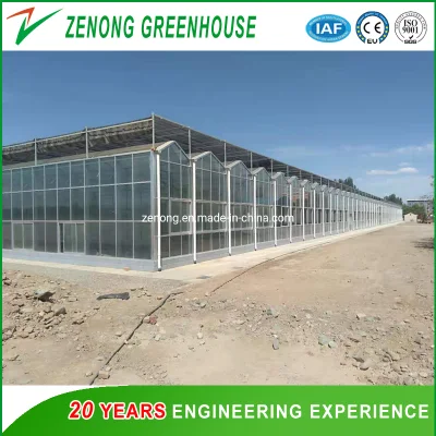  Invernadero de vidrio templado Venlo con sistema de cultivo de hidropónicos para hortalizas/ Flores/ Tomato/