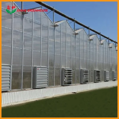 Granja Comercial/Polietileno Hoja de Arbonato Casa Verde para Verduras/Jardín/Frutas Tomate/pepino/Lechuga/Pimienta/Pimienta/setas/Cerezo/Tomate