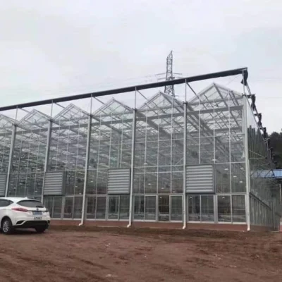 Invernadero de vidrio Venlo Multi Span