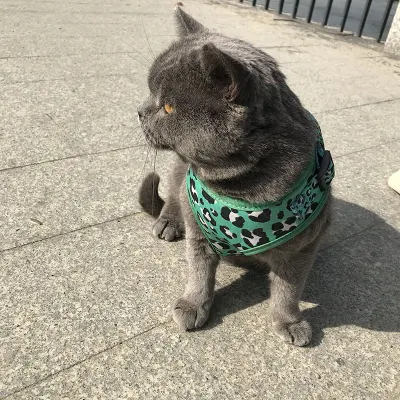 Perro transpirable cuerpo Chaleco Arnés Cinturón de seguridad de entrenamiento de mascotas Correa mochila para pequeñas, medianas, grandes perros y gatos