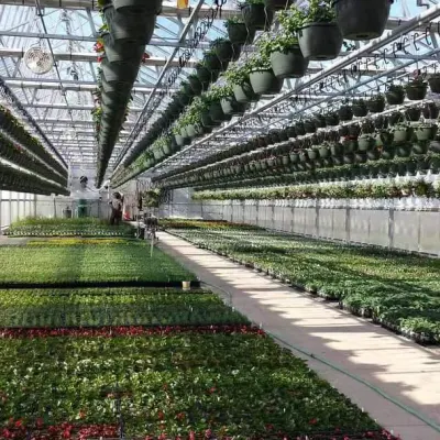 Invernadero de vidrio con pulverizador autopropulsado y banco rodante para Plantas de plantas de plantas vegetales/flores