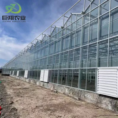 Granja barata Agrícola de vidrio Verde Casa para la venta
