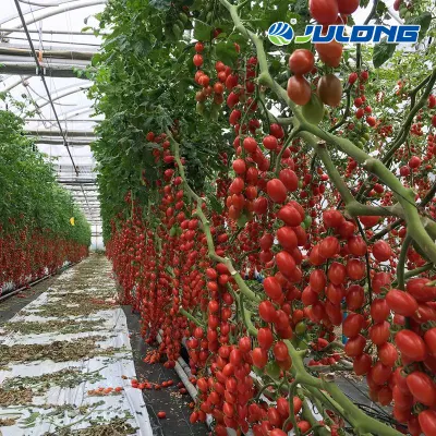  Proyecto llave en mano Agricultural Multi Span Film/Polycarbonate/Glass Steel Structure invernadero con Sistema de riego hidroponico usado Tomate/Lechuga/Fresa
