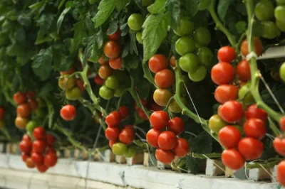 Mejor Venta de invernadero de vidrio Multi-Span con sistema de crecimiento hidroponico Tomato