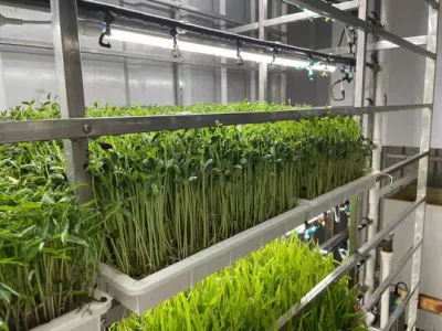  La granja/Jardín/Eco fruta/vegetal restaurante Green House utilizar Soilless cultivar el sistema de cultivo hidropónico Nft para interiores, con el tubo exterior