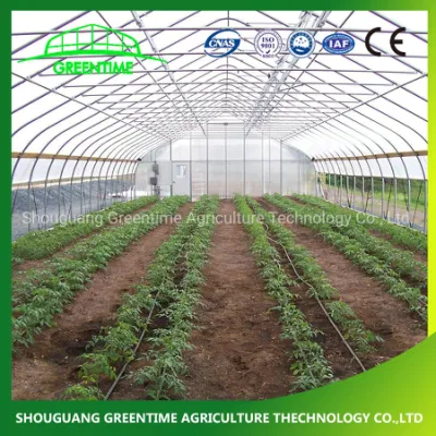 Cheap Multi-Span/span único túnel de plástico Cristal comercial la granja de policarbonato de efecto invernadero de la agricultura con semillero para el tomate hidropónico fresa