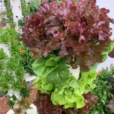  Hot Sell Nuevo sistema de crecimiento hidropónico Interior Torre de Agricultura vertical Uso comercial o de jardín