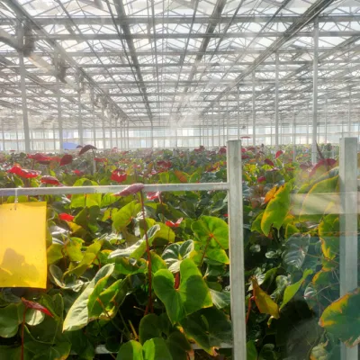Invernadero de vidrio con pulverizador autopropulsado y banco rodante para Plantas de plantas de plantas vegetales/flores
